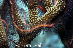Brittle star - Bonaire - Canon EOS350D; EF-S 60mm; single... by Alan Lyall 